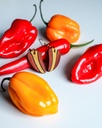Earrings - Red